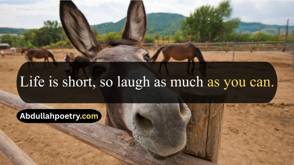 Funny Quotes
Funny Quotes In Urdu
Funny Quotes In Urdu Text
Funny Quotes In Urdu Copy Paste
Funny Quotes In Urdu Text Copy Paste
Funny Quotes In Urdu For Whatsapp
Short Funny Quotes In Urdu
Funny Friendship Quotes
Funny Best Friend Quotes
Funny Quotes For Teachers
Bff Quotes Funny
Funny Girl Quotes
Funny Quotes About Life
Birthday Quotes For Husband Funny
Funny anniversary Quotes For Husband
Brother Sister Funny Quotes
Funny Brother And Sister Quotes
Funny Brother Quotes
Funny Cousin Quotes
Funny Quotes In Hindi
Funny Quotes In English