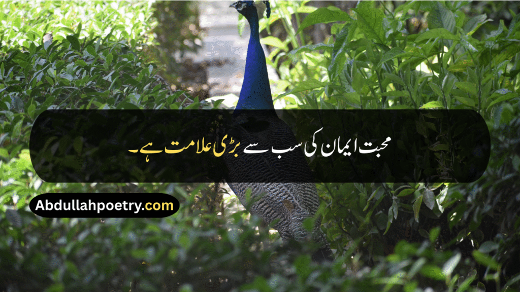 Mohabbat Quotes
Mohabbat Quotes In Urdu
Mohabbat Quotes In Urdu Text
Mohabbat Quotes In Urdu Copy Paste
Mohabbat Quotes In Urdu Text Copy Paste
Mohabbat Quotes In Urdu One Line
Mohabbat Quotes In Urdu For Instagram
Mohabbat Quotes In Urdu For Girl
Mohabbat Quotes Hazrat Ali
Mohabbat Quotes For Husband
Quotes On Mohabbat
Allah Ki Mohabbat Quotes
Allah Ki Mohabbat Quotes In Urdu
Allah Se Mohabbat Quotes
Mohabbat Quotes In Punjabi
Quotes On Mohabbat In Hindi
Mohabbat Quotes In English